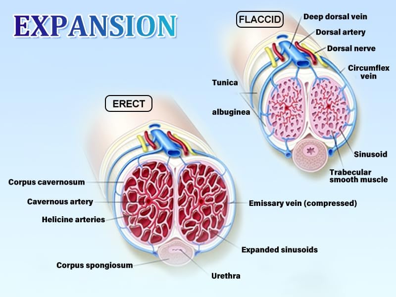 Electric Vacuum Pump – Rechargeable Penis Enlargement & Performance Enhancer